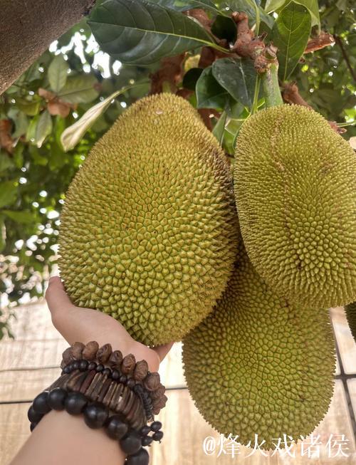 菠萝蜜视频国产在线播放 菠萝蜜视频国产在线播放