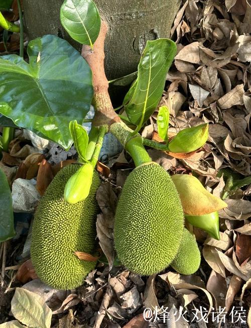 菠萝蜜视频国产在线播放 菠萝蜜视频国产在线播放