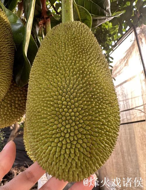 菠萝蜜视频国产在线播放 菠萝蜜视频国产在线播放