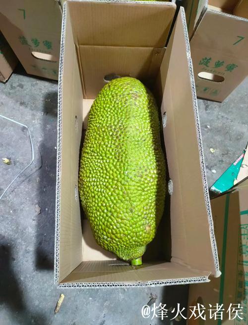 菠萝蜜视频在线观看免费